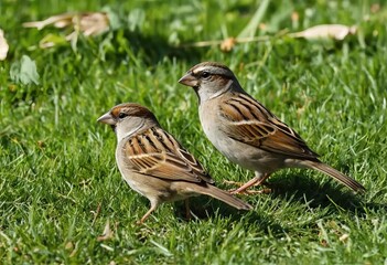 A group of sparrows perched on blades of grass in a field
