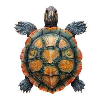 Colorful Turtle with Unique Shell Pattern for Nature Lovers and Wildlife Enthusiasts on transparent background