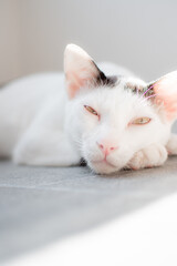 Obraz premium Close-up of tabby cat sleeping on bed at home