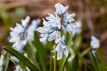 Puschkinia scilloides libanotica blue flowers with a green tinge bloomed in early spring. close up