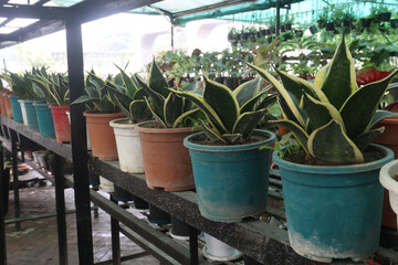 Sansevieria Twister Tsunami leaf plant