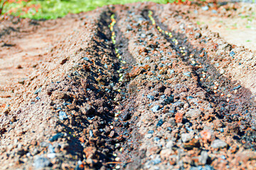 Pea seeds planted in the soil waiting for shelter-spring garden scene-food production at home. close up