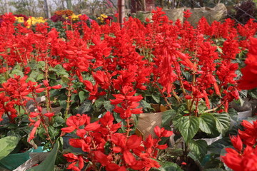 Scarlet Sage flower plant on nursery