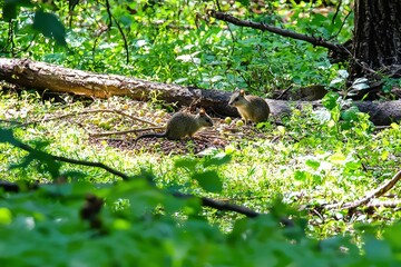 Obraz premium A pair of agoutis nibbling on fallen fruits in a sun-dappled forest clearing. 