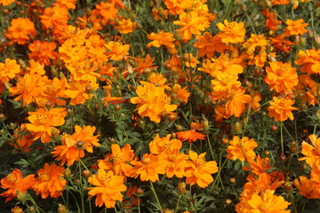 orange colored sulfur cosmos flower plant