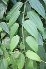 Thunbergia coccinea flower plant on nursery
