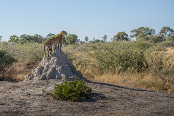 leopard looking for prey in African savanna botswana  (Panthera pardus)