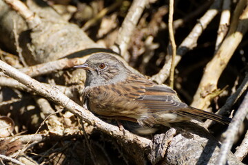 dunnock close up sunbath