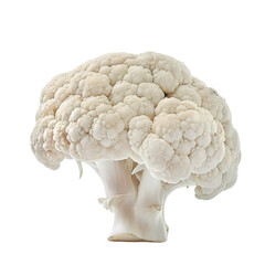 Cauliflower close up white fresh vegetable harvest. Cauliflower cabbage single head food. Vegetable for diet and healthy eating. Cauliflower isolated on transparent background