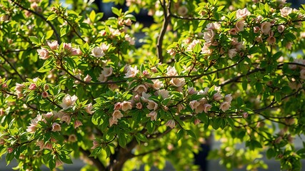 Fototapeta premium Detached Linden Tree in Bloom - Stunning Photorealistic AI Art
