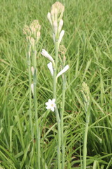 Tuberose flower plant on farm for harvest
