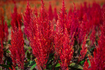 Amaranthus cruentus, red amaranth in garden.