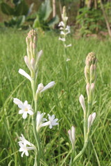Tuberose flower plant on farm for harvest