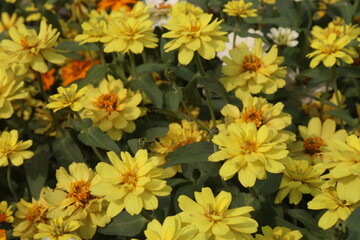 Zinnia angustifolia flower plant on nursery