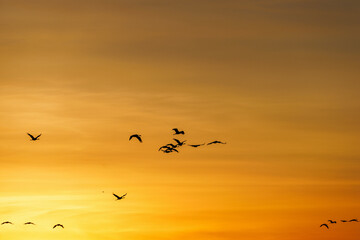 Flock of cranes in the sky at sunset