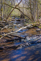 Stream with running water in a deciduous forest in spring