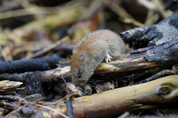 vole in action