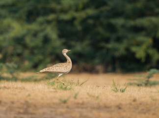 Houbara Bustard At Kutch Desert 