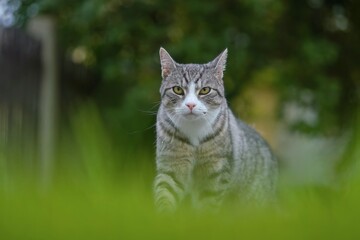 Artistic photo of a tabby cat, walks in the grass. 