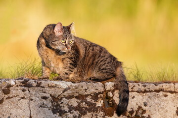 A beautiful tabby cat sits on a stone wasll in garden. 