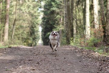 A dog running fast in the woods. Dog in the woods. Funny dog running. Fast running.
