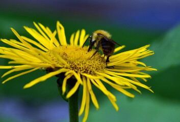 Junge Biene auf einer gelben Sonnenbraut