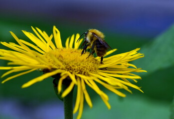 Junge Biene auf einer gelben Sonnenbraut