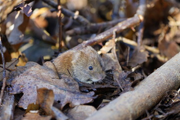 vole in action