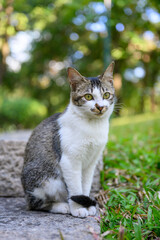 Kitten sitting on the floor.