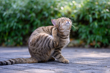 Kitten sitting on the ground scratching
