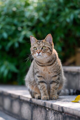 Kitten sitting on the floor.