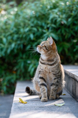 Kitten sitting on the floor.