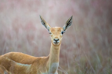 Blackbuck 