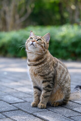 Obraz premium Kitten sitting on the floor.