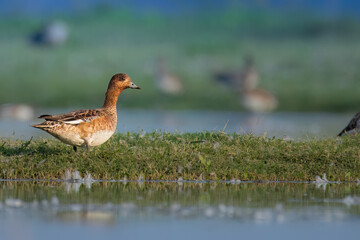 Eurasian wigeon