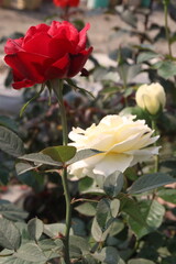 multiple colored rose plant on farm