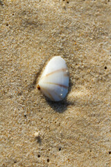shell on the sand