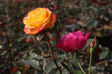 multiple colored rose plant on farm