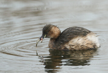 A Little Grebe, Tachybaptus ruficollis, has just caught a Stickleback Fish and is about to eat it.