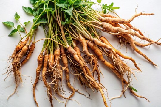 Aerial Drone Shot of Polygonum Multiflorum Herbs on White Background