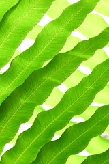 교차되는 나뭇잎