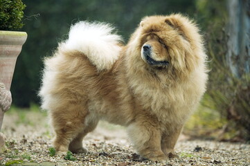 chow chow