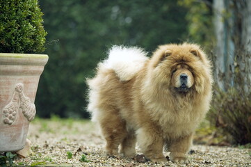 chow chow