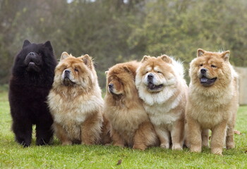 Chow chow