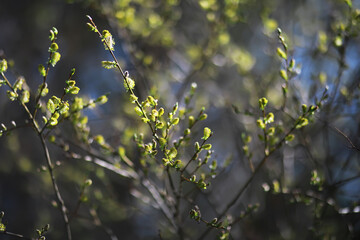 Fresh Spring Leaves on Branches in Natural Sunlight