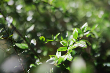 Obraz premium Vibrant Green Leaves in Sunlight Close-Up: Nature's Tranquil Beauty and Environmental Serenity