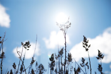Sunlit Wildflowers Against Clear Blue Sky with Bright Sunlight
