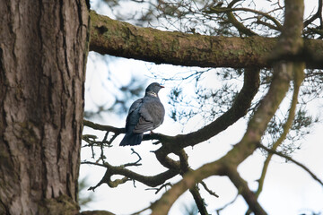 wood pigeon on a pine in scottish park