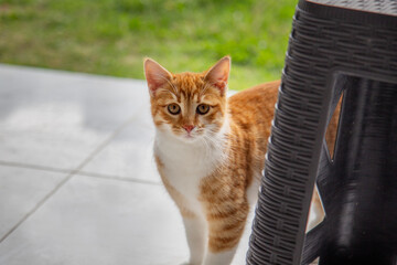 Fototapeta premium Cute red cat sitting on the floor in the garden at summer.