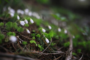 Close-Up of White Woodland Flowers Amongst Green Leaves and Twigs in Forest Undergrowth